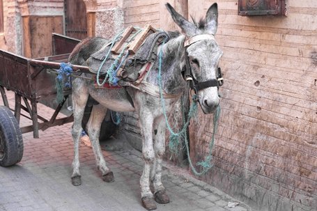 Von der Esel-Nachfrage in einer Risikogesellschaft