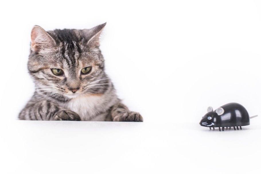 Katz-und-Maus-Spiel im Cyberspace