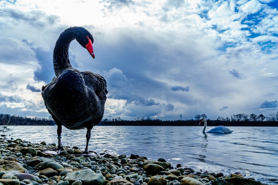 "Schwarzer Schwan" als faule Ausrede
