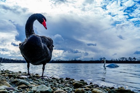 "Schwarzer Schwan" als faule Ausrede