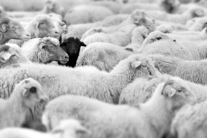 Wenig ausgeprägte Risikokultur: Besonders hohe Bußen für besonders schwarze Schafe